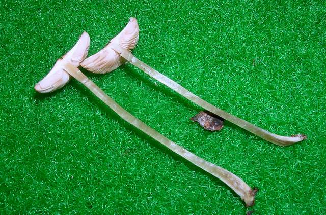 Pluteus mammifer  Romagnesi